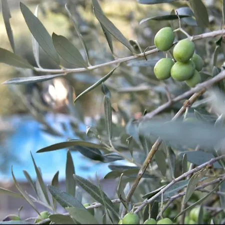 Paradise Agricamp * Roccastrada